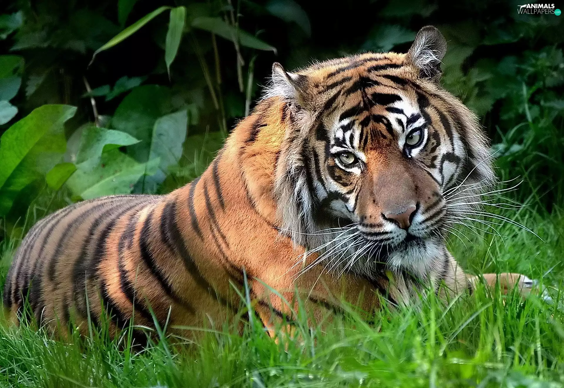 grass, tiger, The look