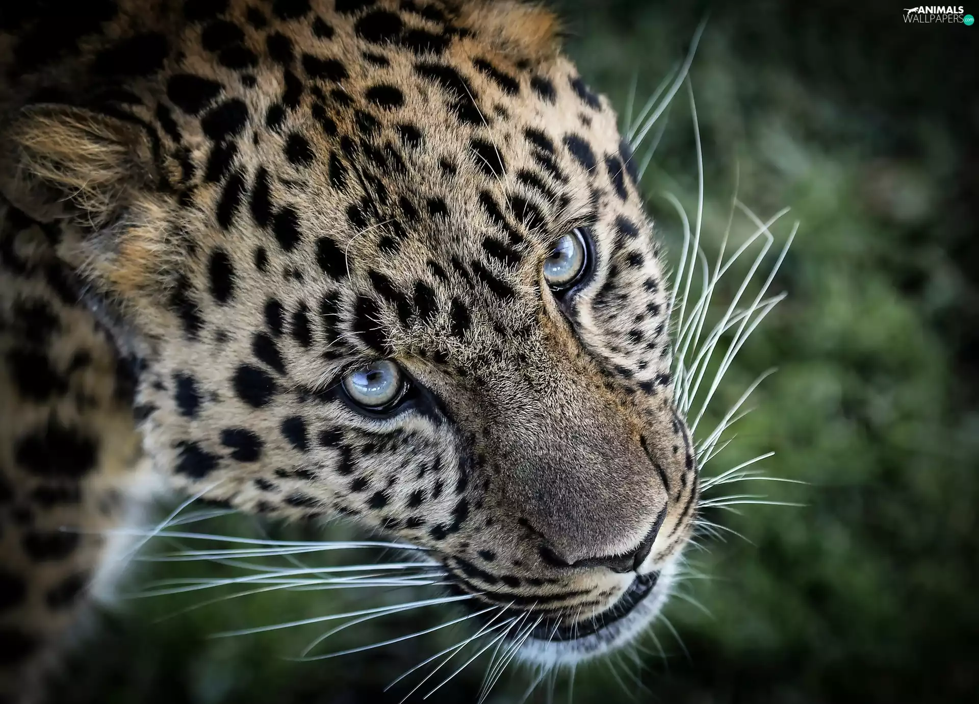 Leopards, Head, The look