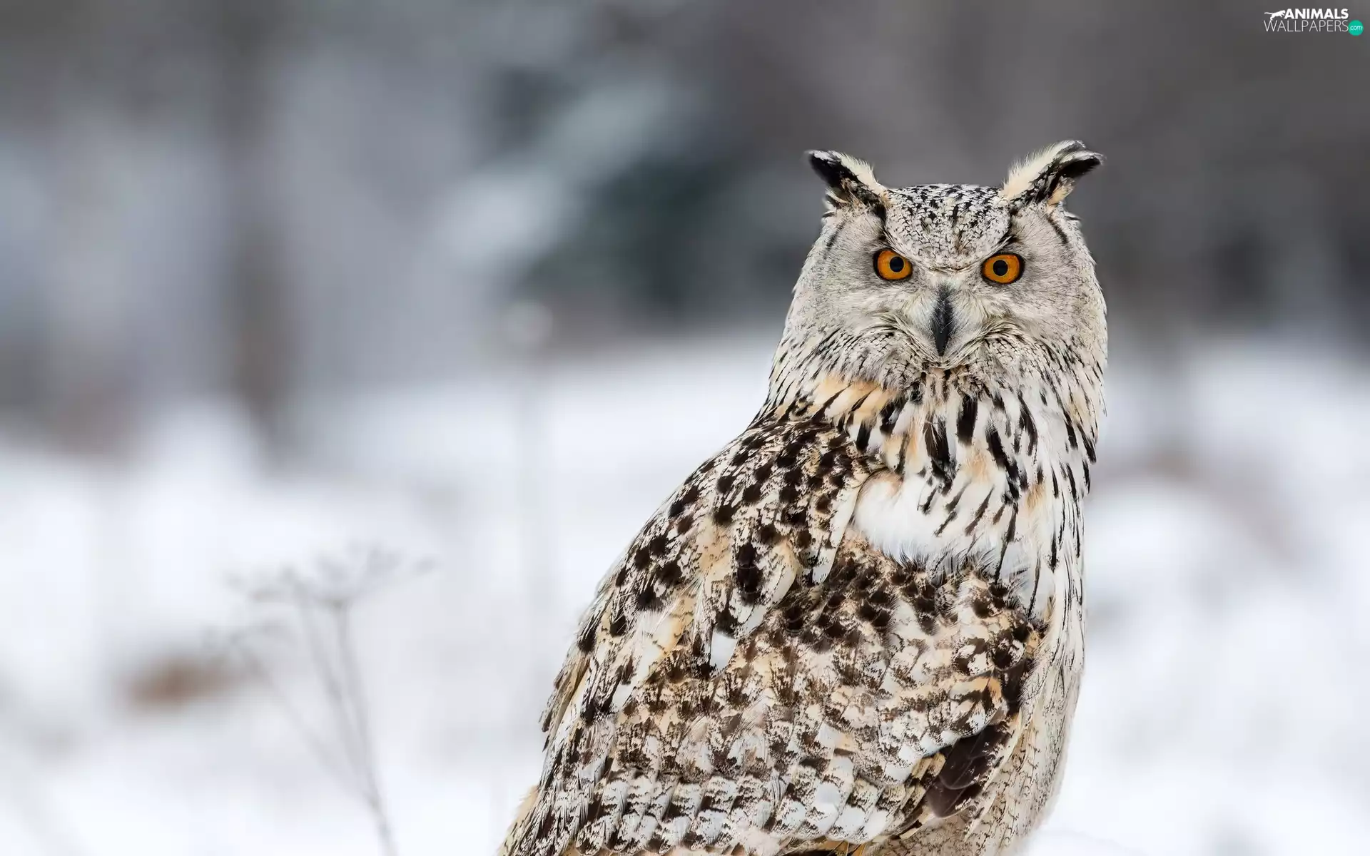 The look, owl, eagle-owl