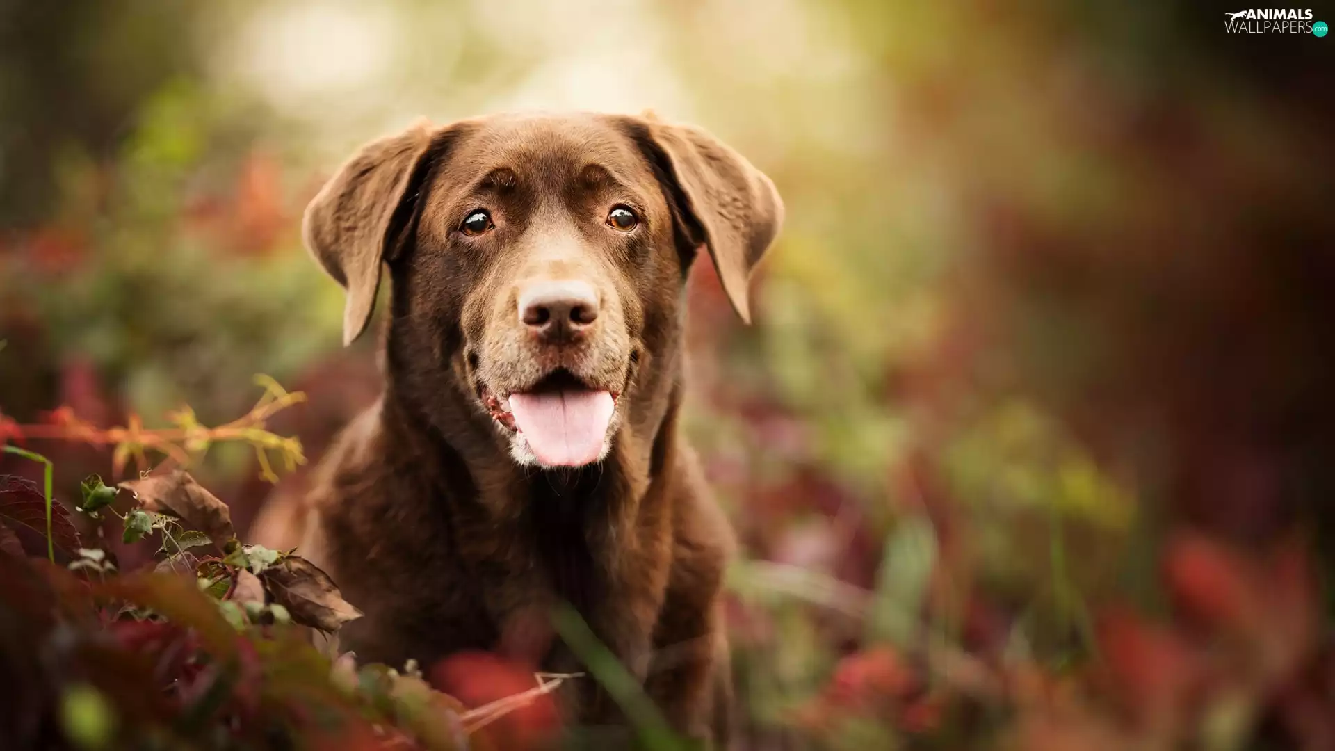dog, muzzle, The look, Labrador Retriever
