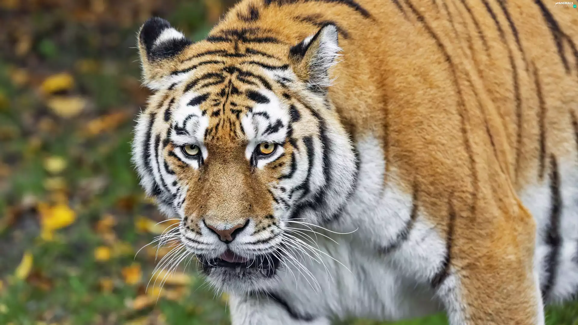 Siberian Tiger, The look
