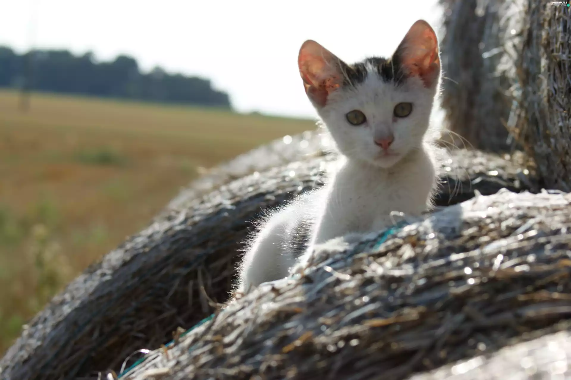straw, cat, The look