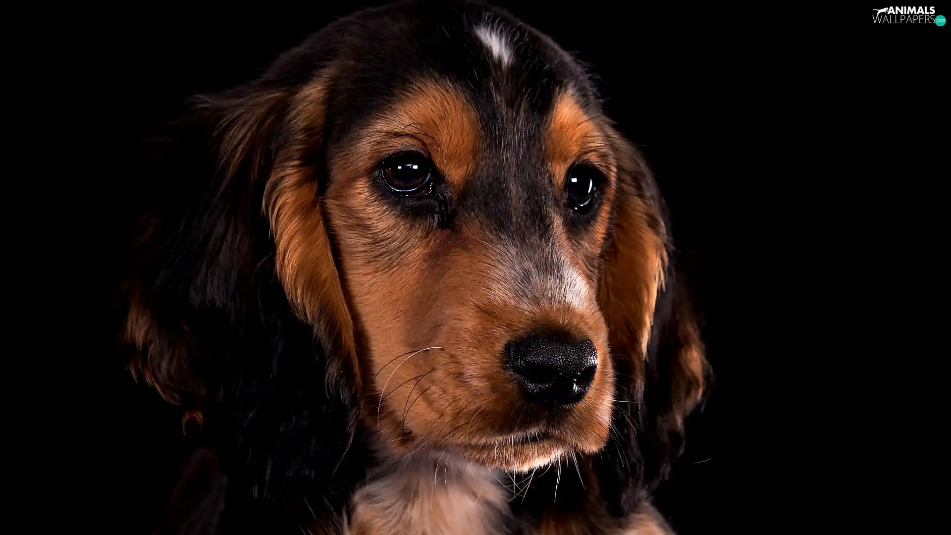 Cocker Spaniel, The look, Dark Background, muzzle