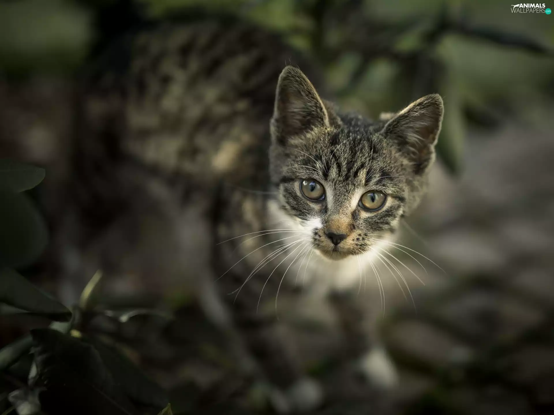 Grey-White, The look, blurry background, kitten