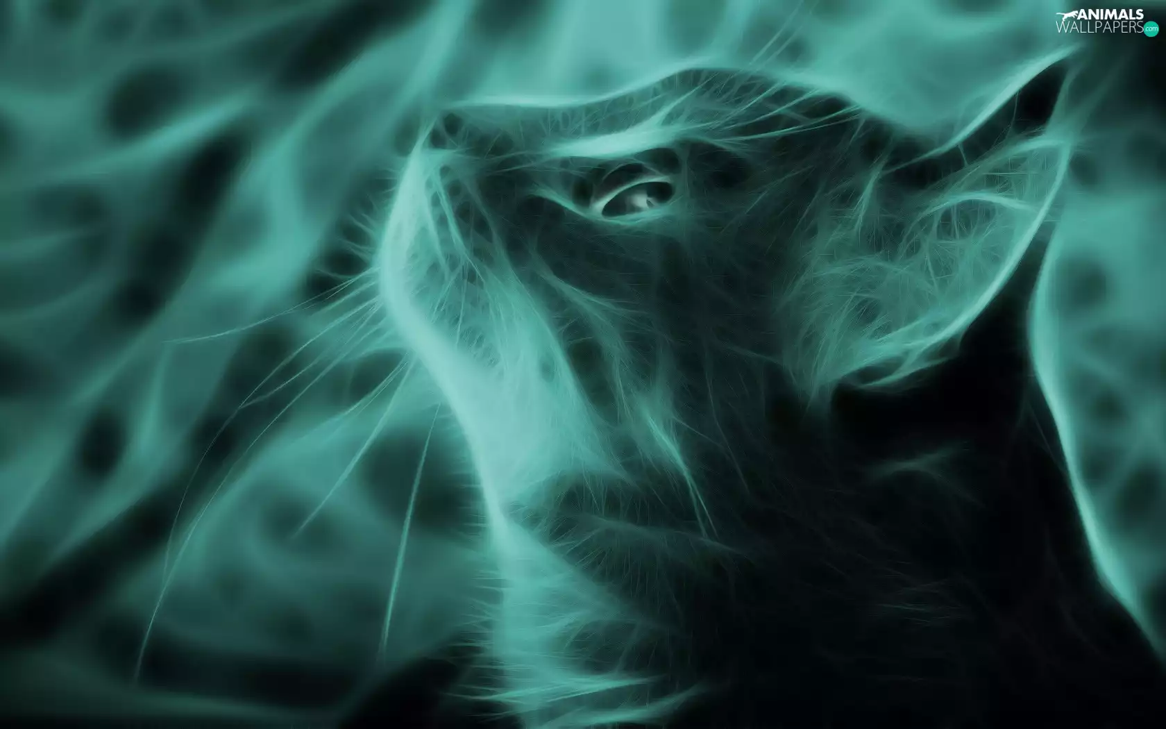 Vectorial, cat, The look