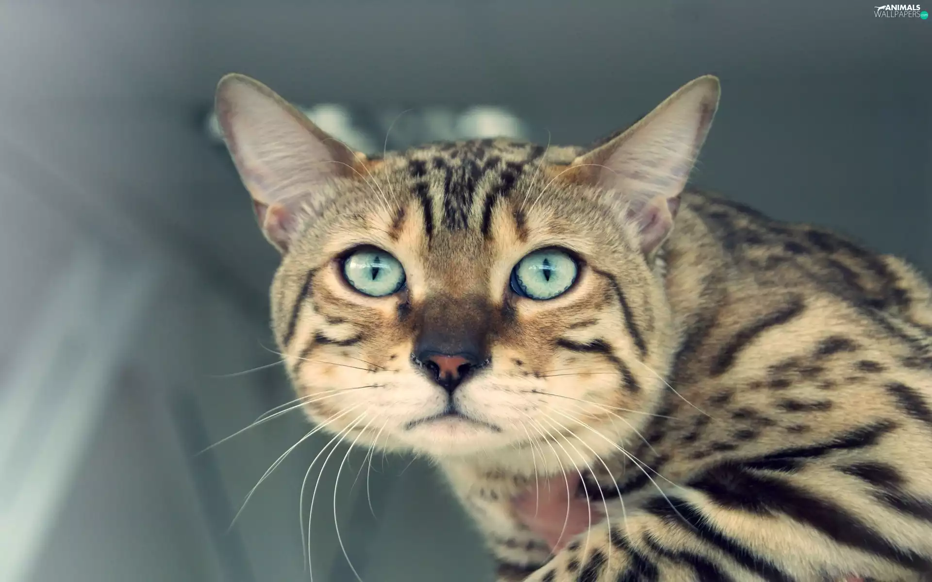 colourful, cat, muzzle, looking