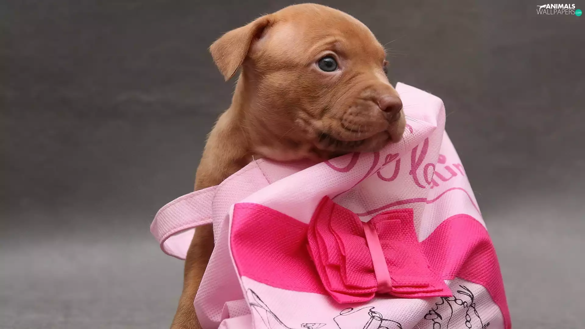 Puppy, small, bag, Loop, Pink, Brown