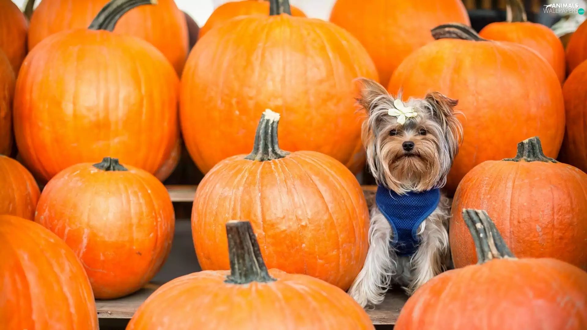 pumpkin, Yorkshire Terrier, Loop