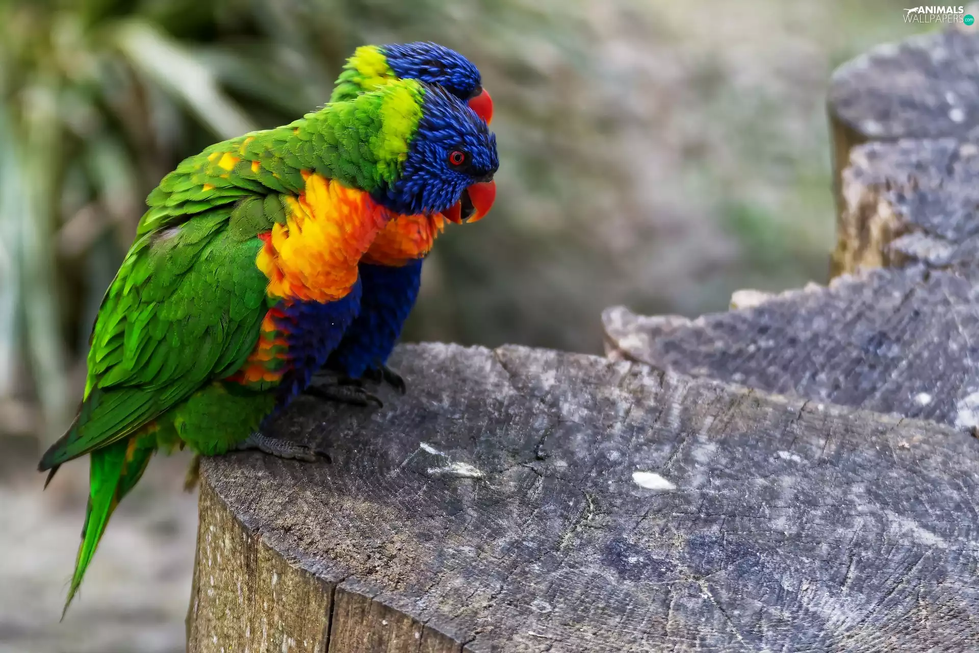Two, lorikeets Mountain, trunk, Parrots