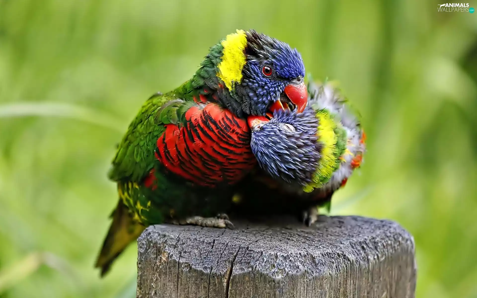 Lorikeets, Two, Parrots