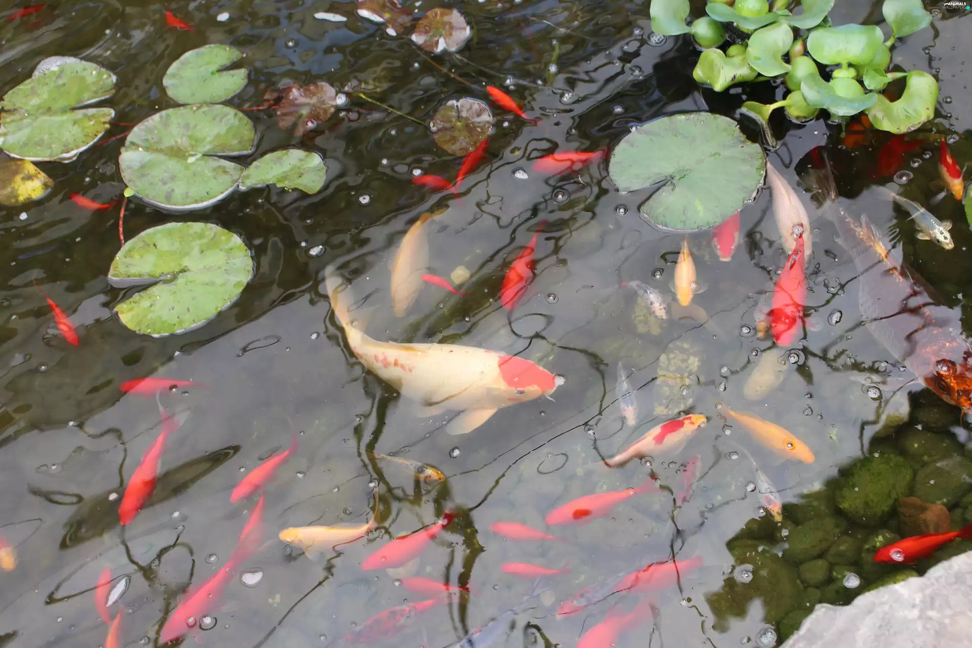 Pond - car, Leaf, lotus