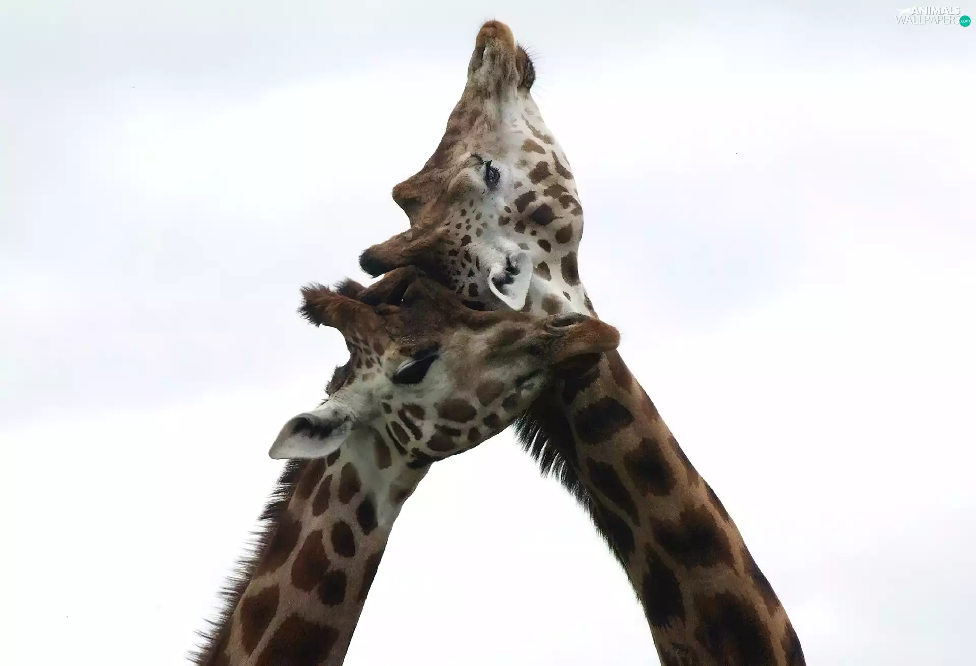 love, Two, giraffe