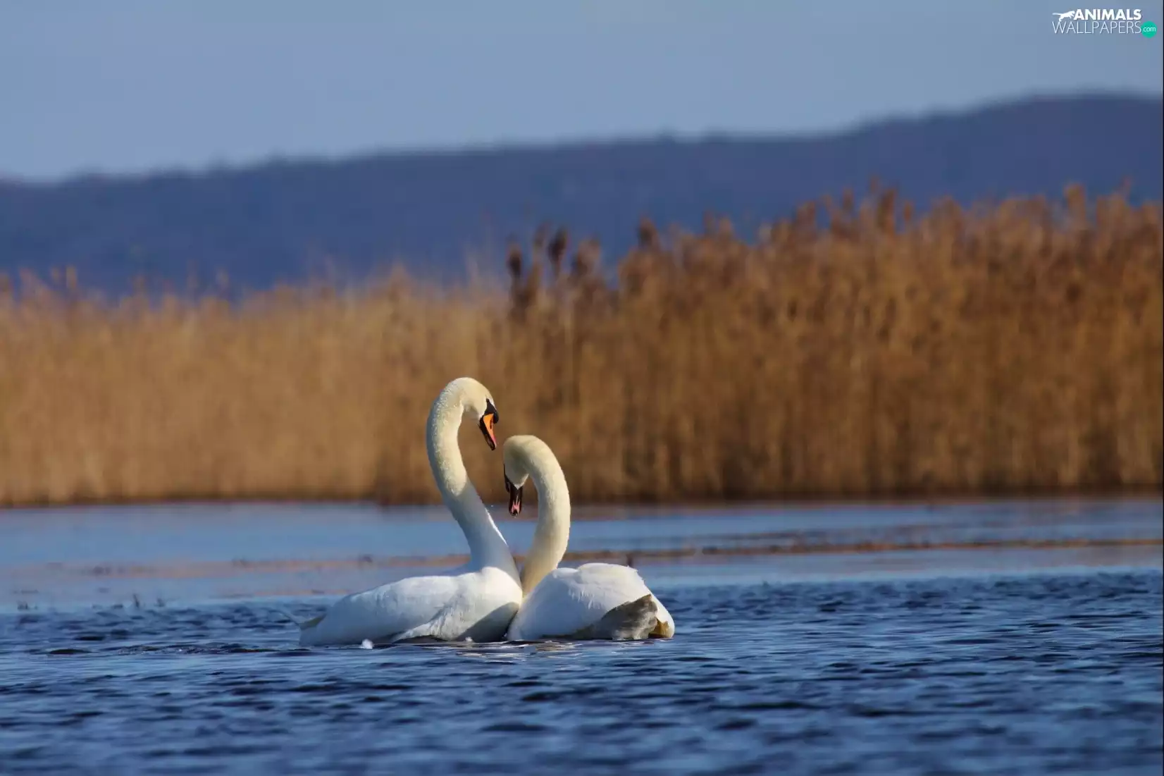 in Love, lake, Cane, Swan