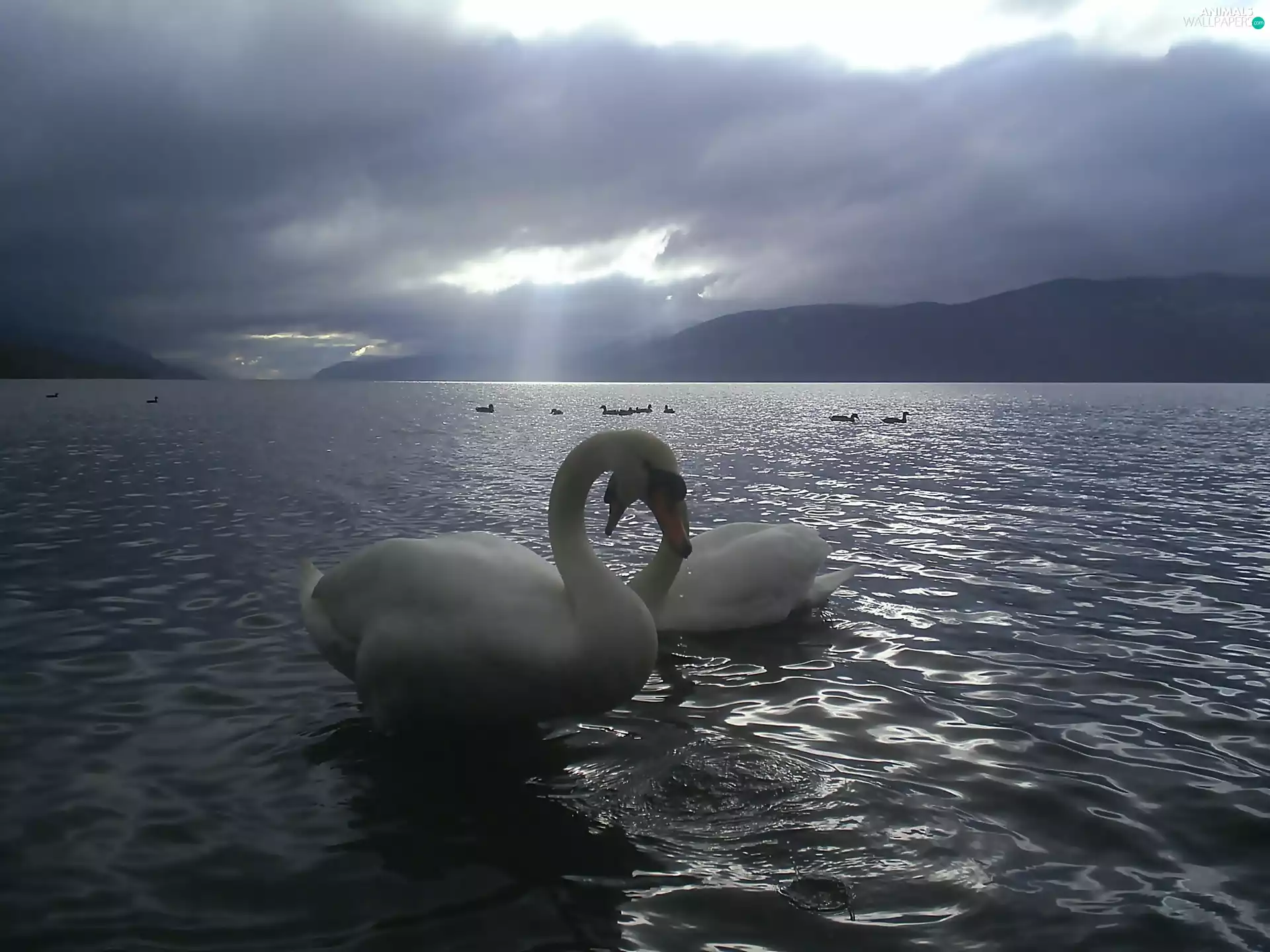 love, Swan, lake