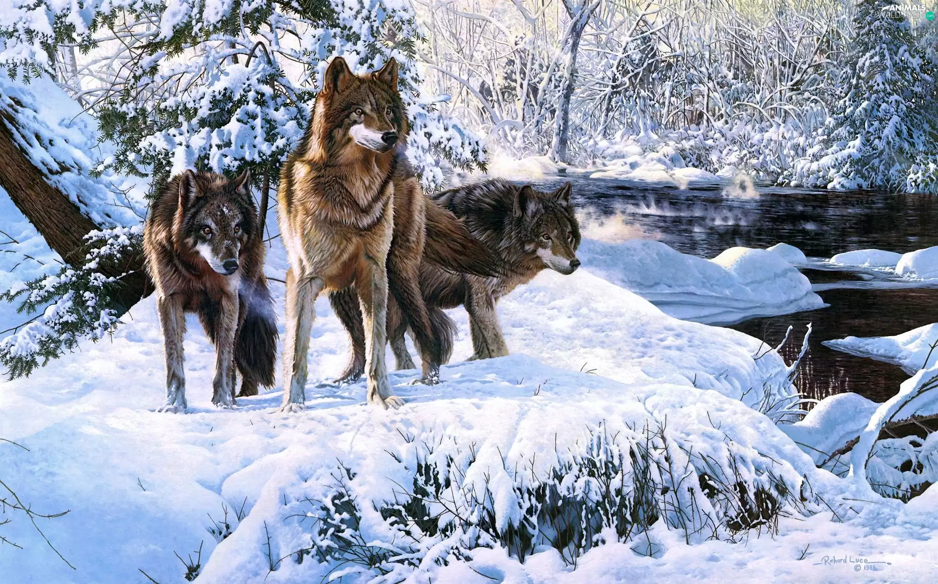 wolves, River, Richard Luce, winter, picture