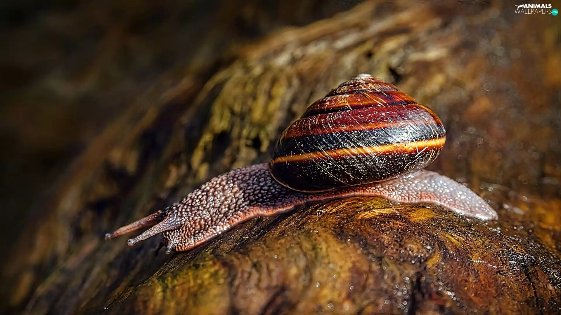 ligh, sun, blur, flash, shadow, snail, Stones, luminosity
