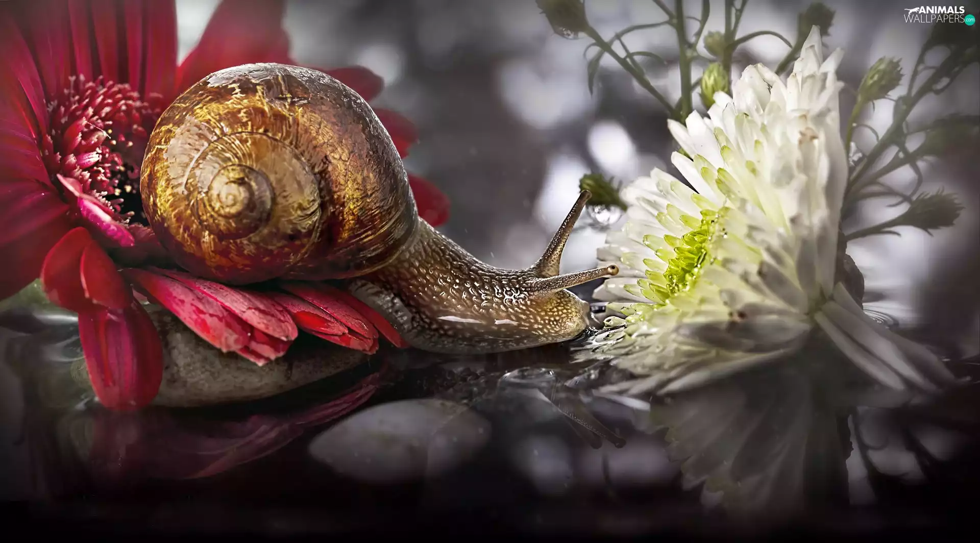 ligh, snail, flash, luminosity, sun, Flowers