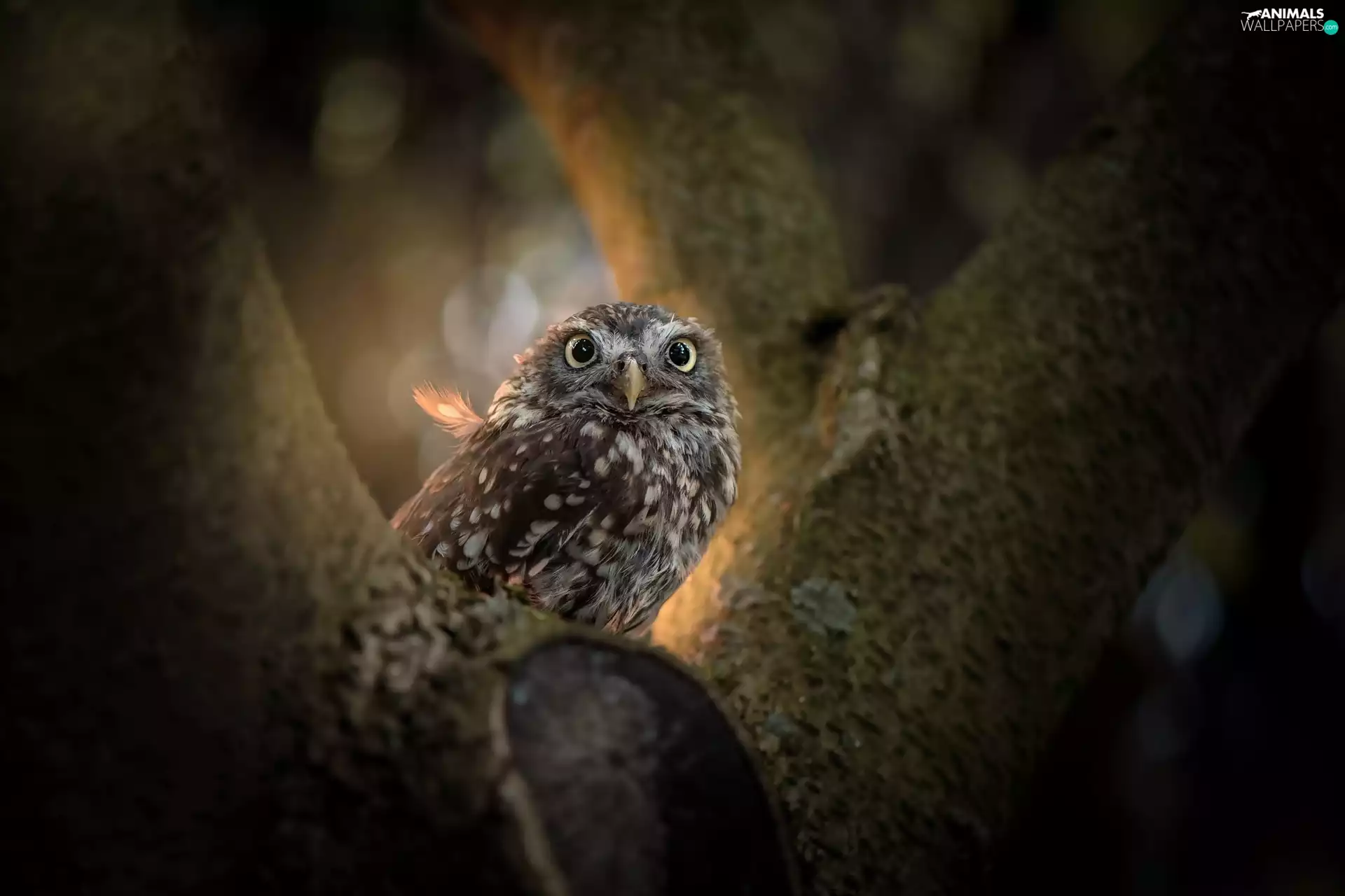 ligh, Little Owl, flash, trees, owl, sun, luminosity