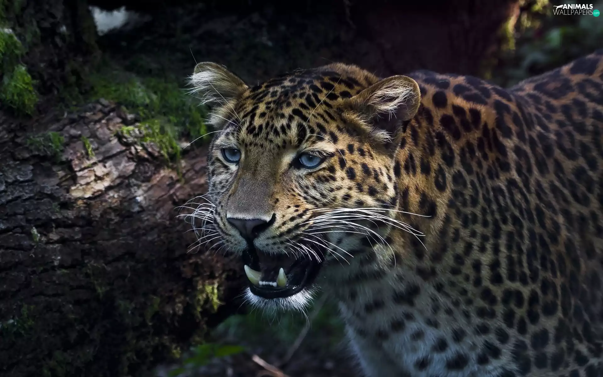 ligh, Leopards, flash, luminosity, sun, Przebijające