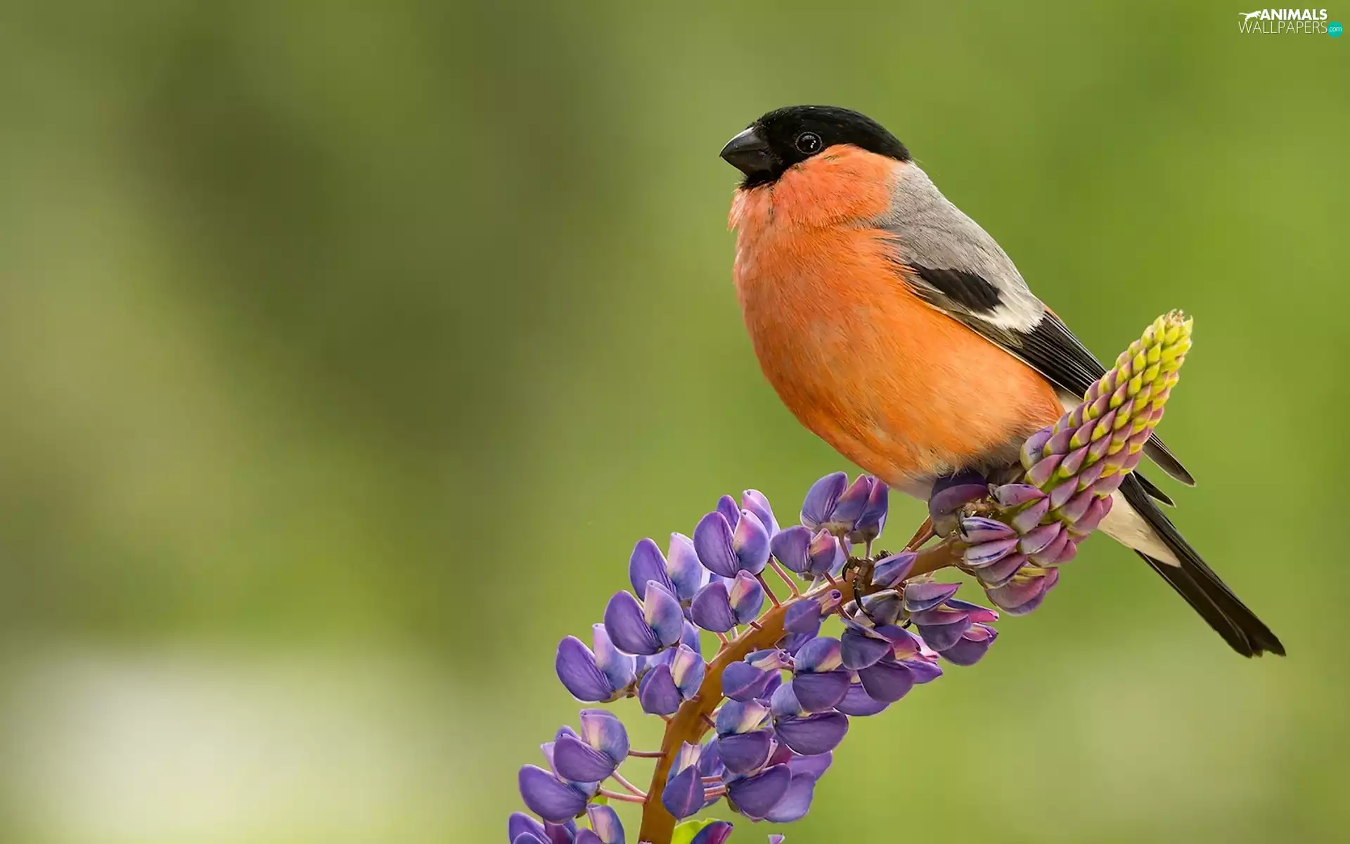 lupine, birdies, Gil