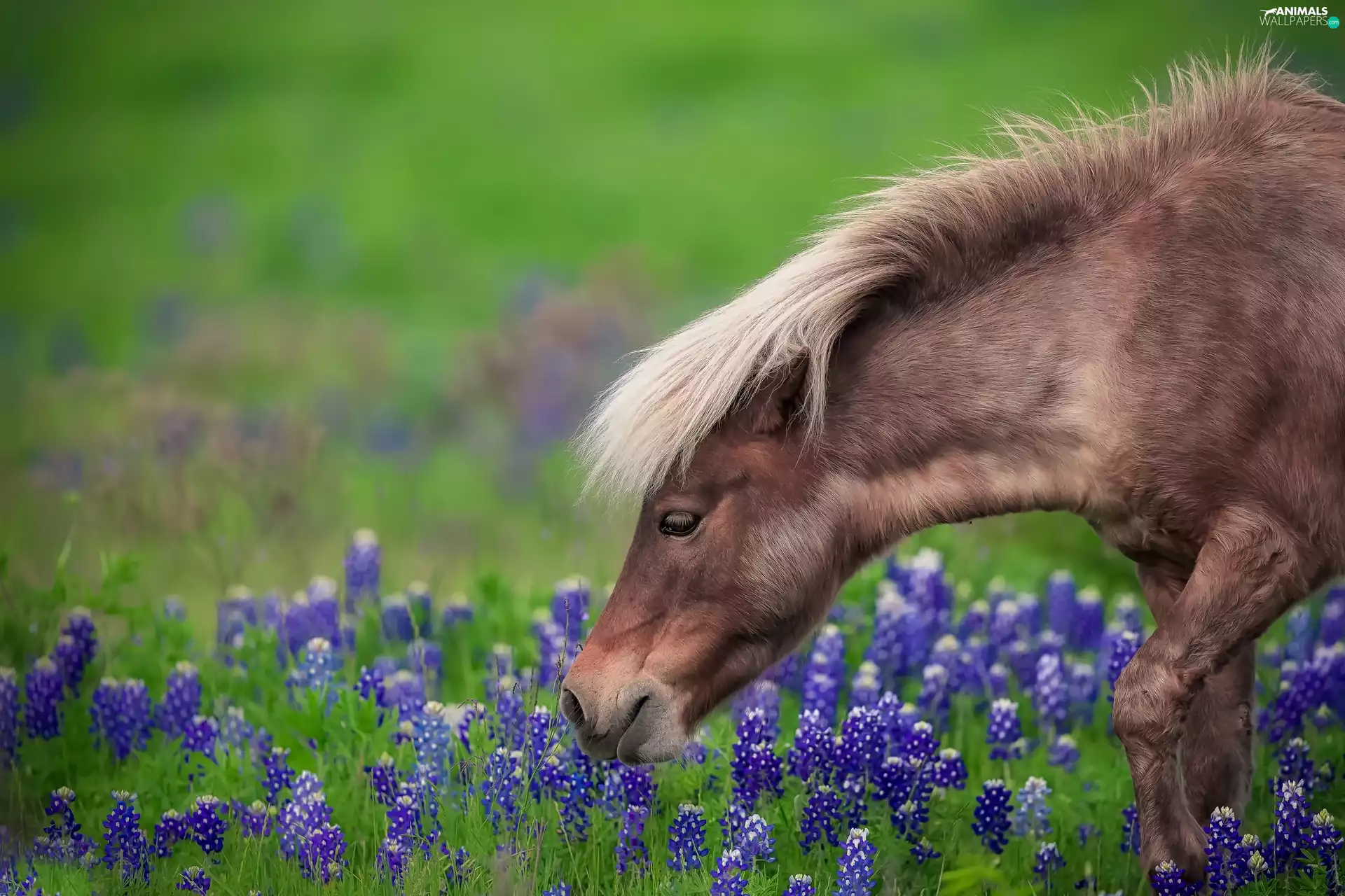 Flowers, lupine, pony, Meadow, Horse