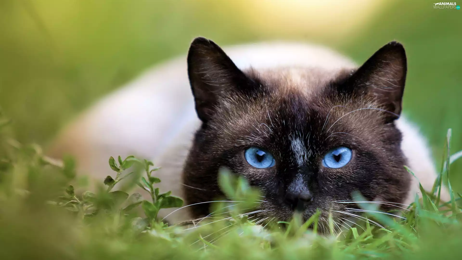 lurking, Siamese Cat