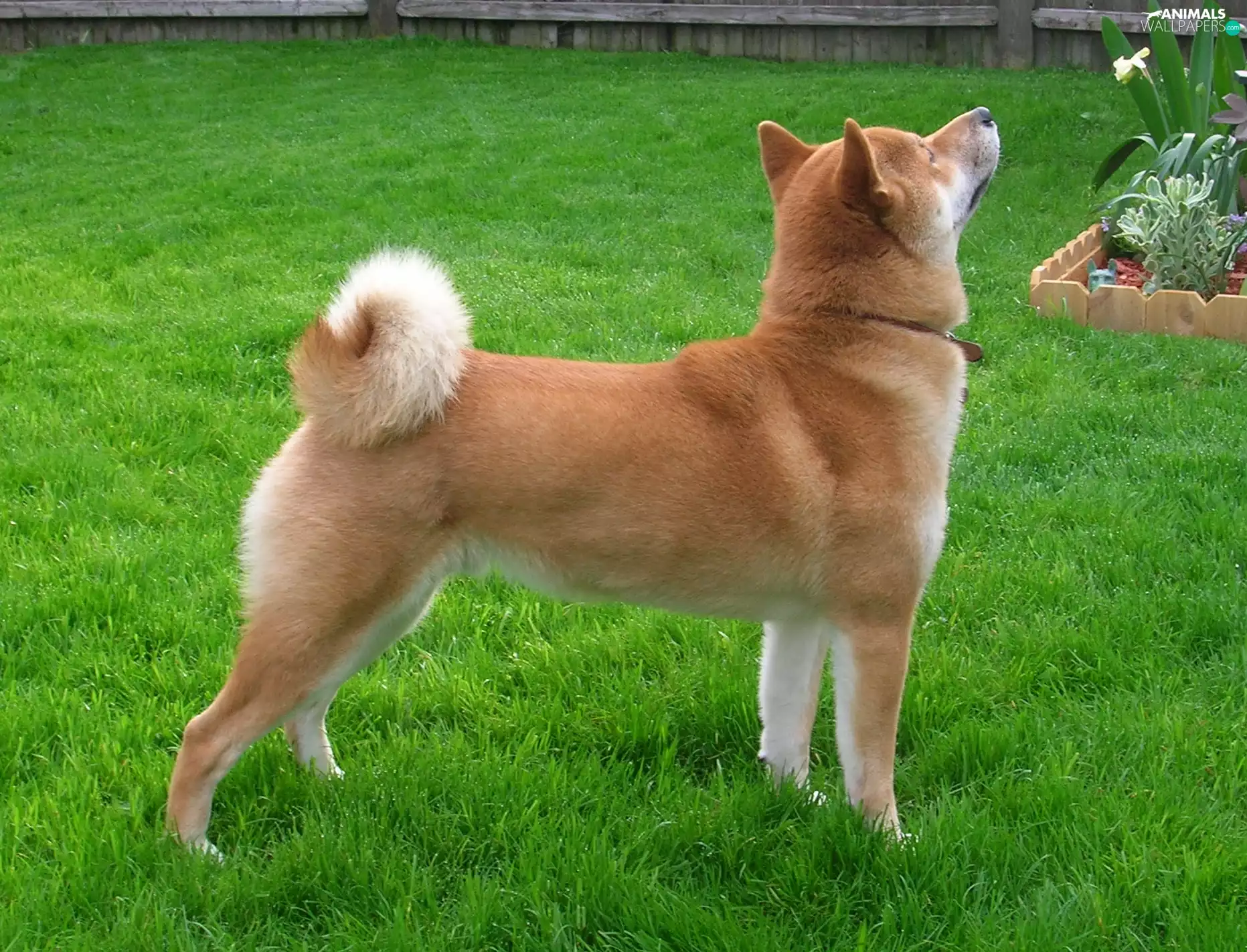 grass, Shiba inu, luscious and green