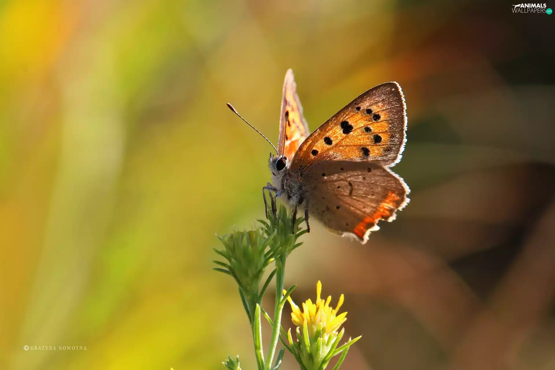 butterfly, Insect, summer, Lycaena