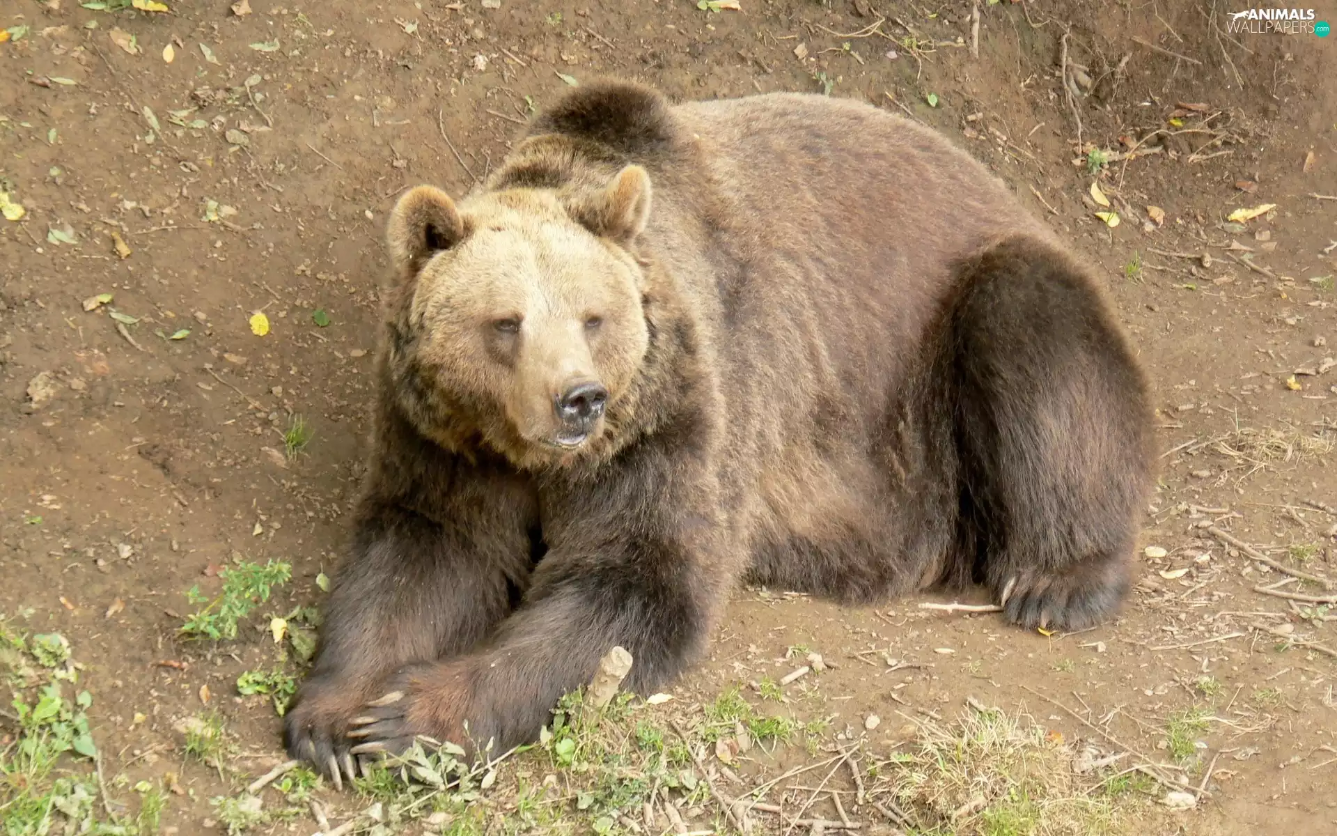 lying, Bear