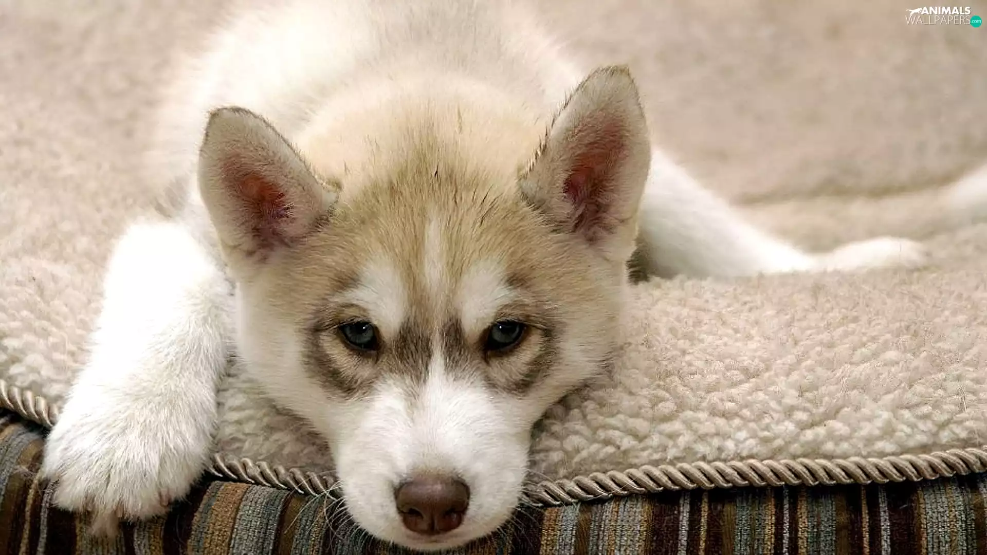 Blanket, Puppy, Husky, lying