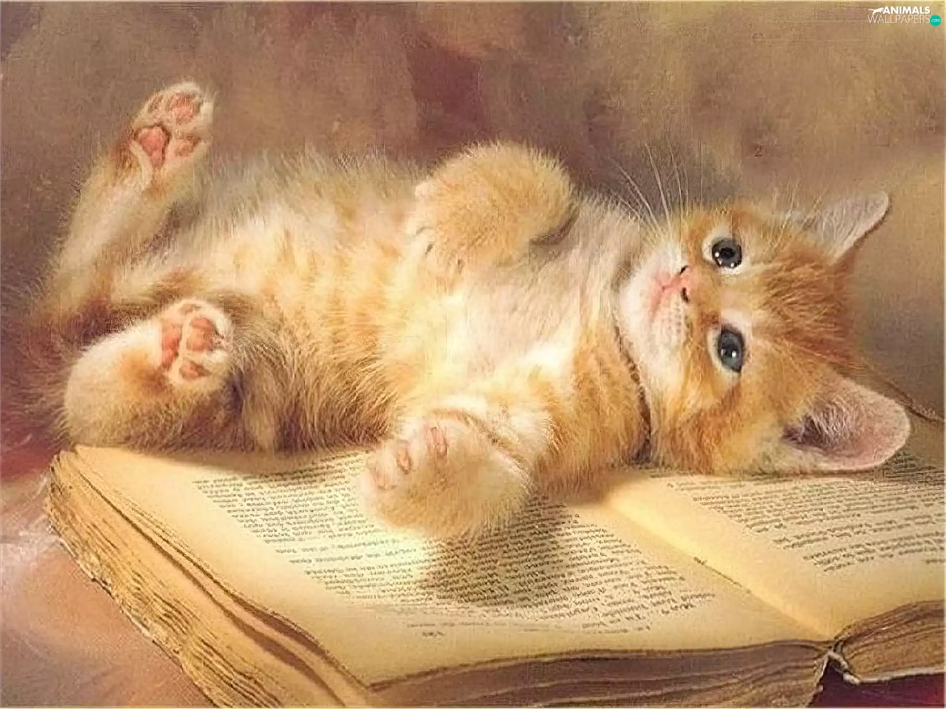 cat, an, book, lying