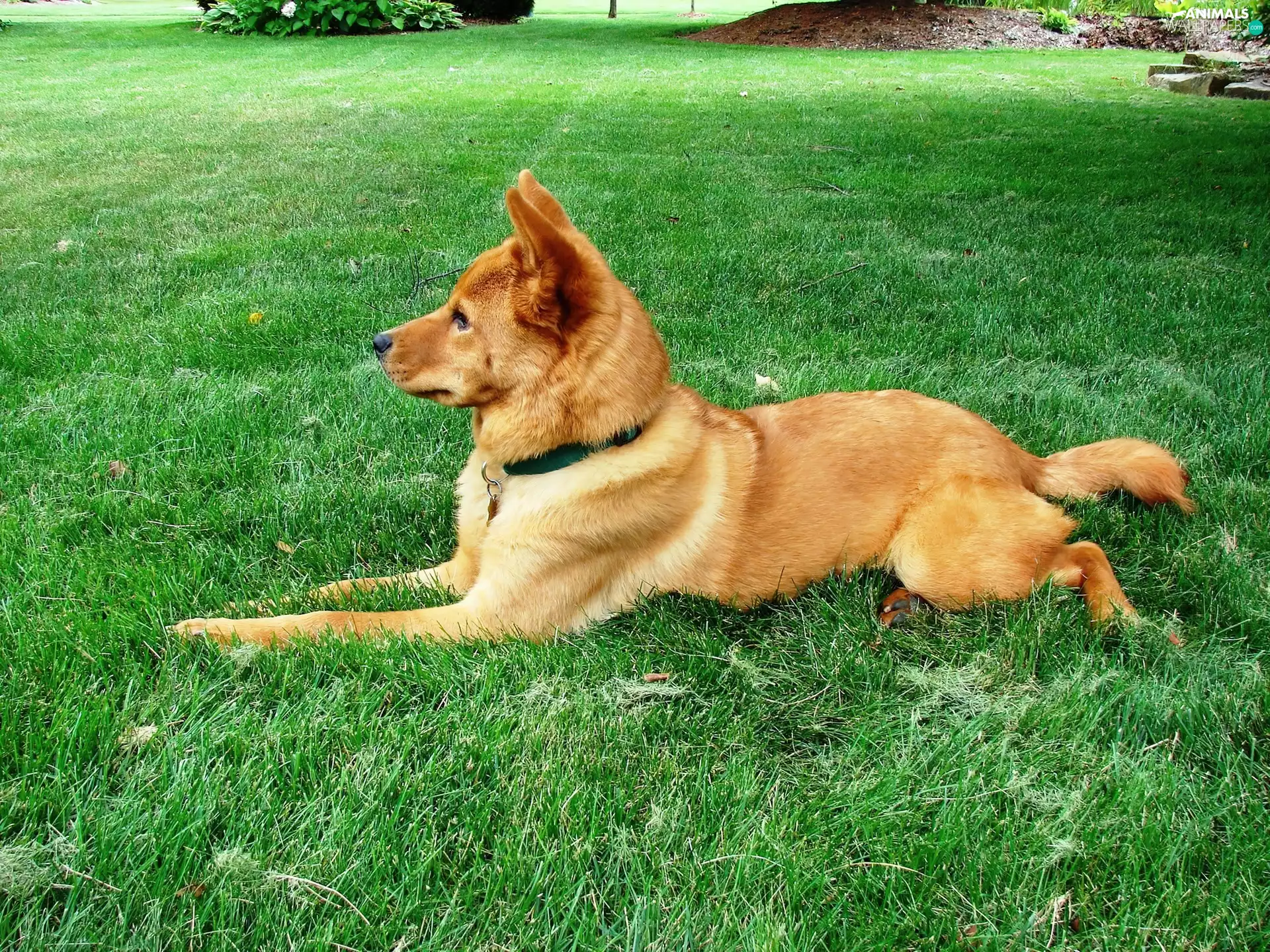 Finnish Spitz, ginger, lying