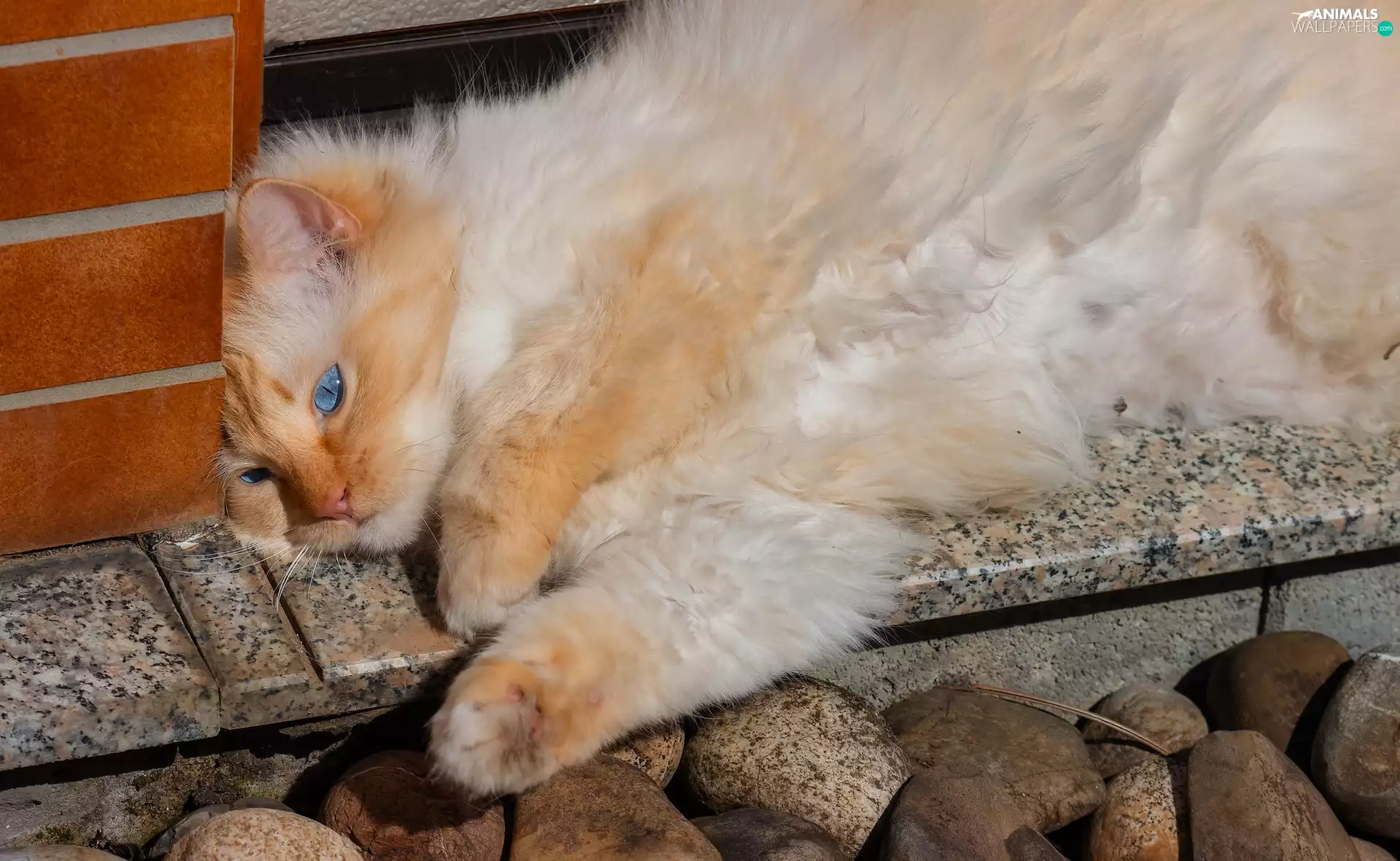 ginger, cat, Stones, lying