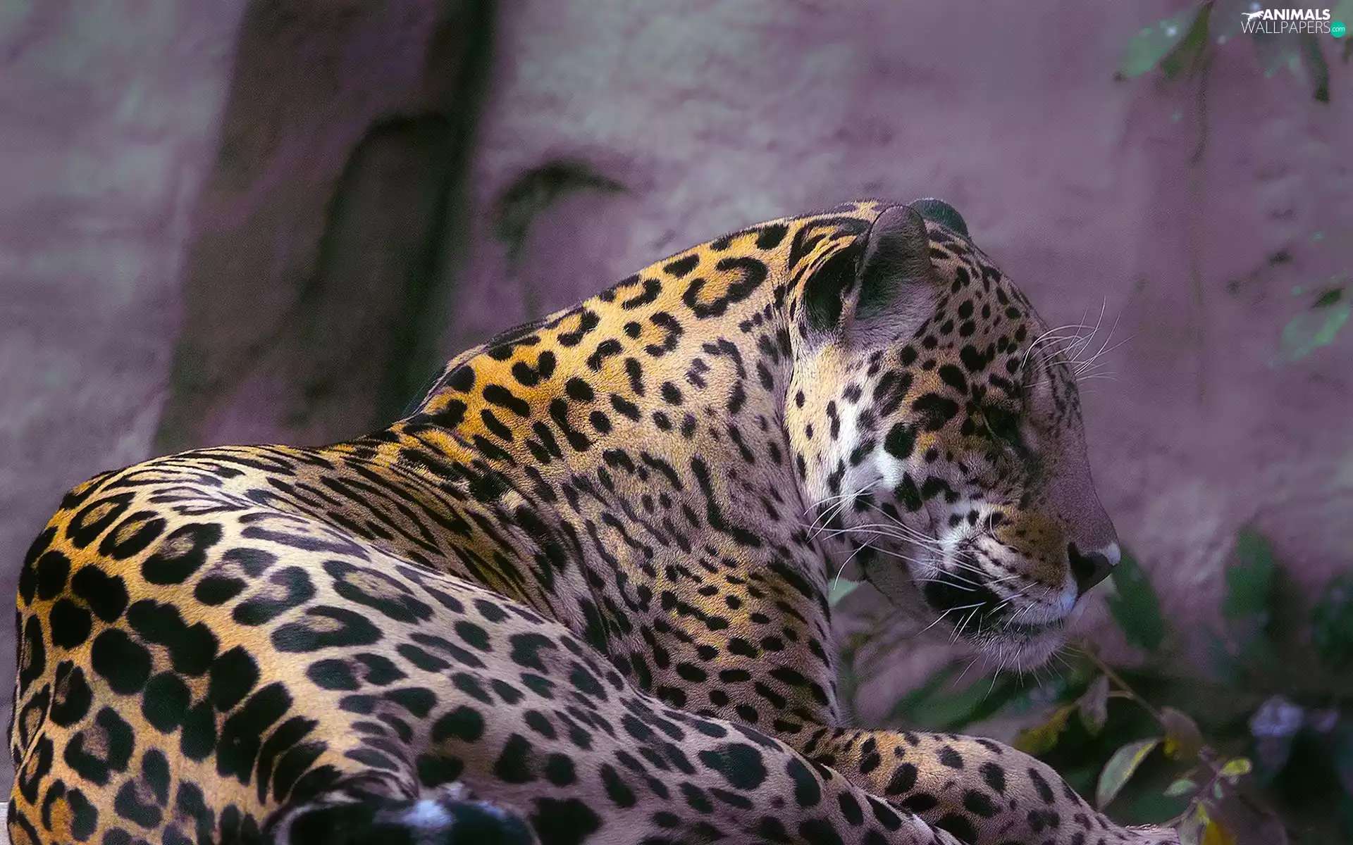 lying, Jaguar