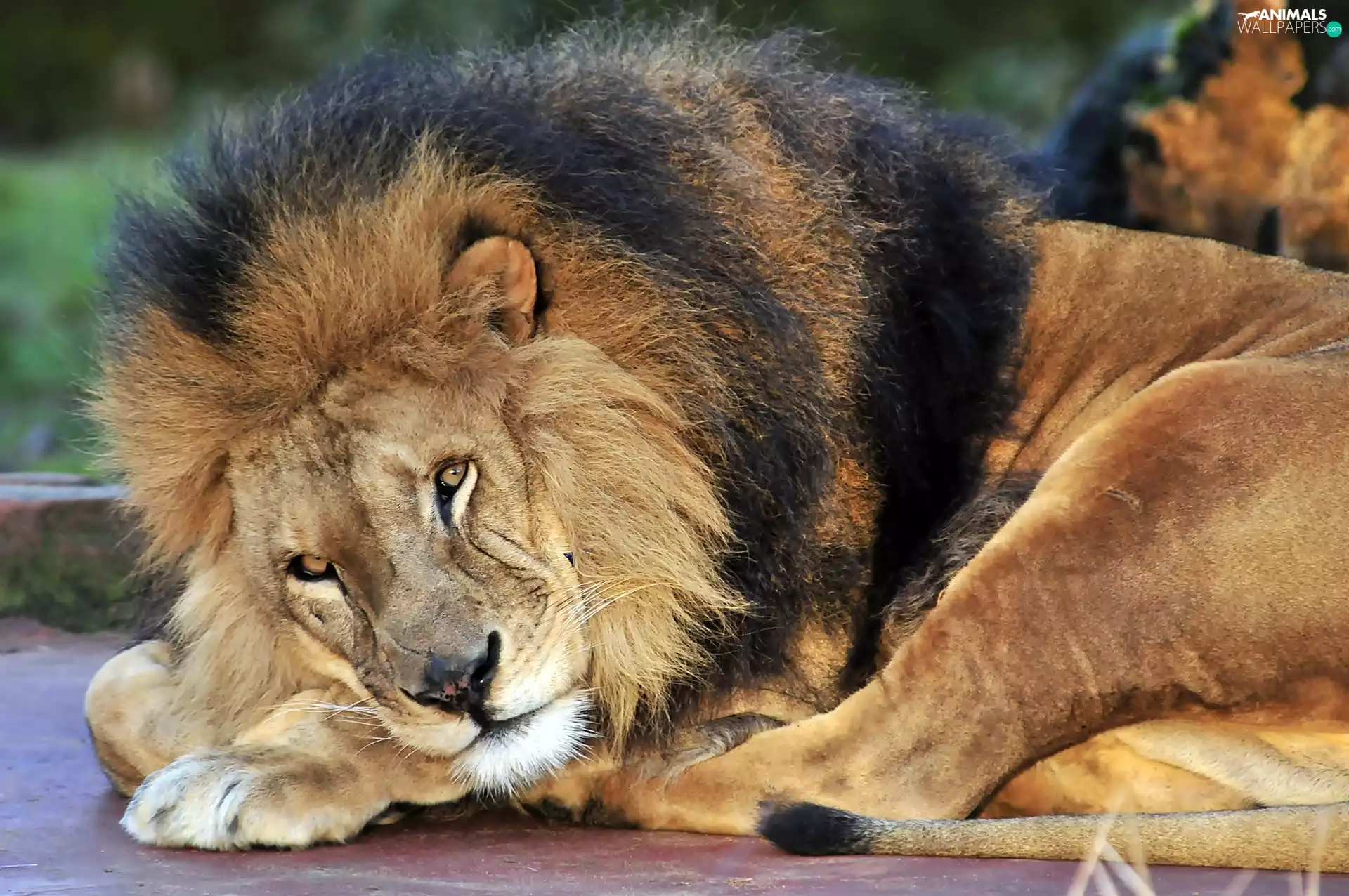 lying, Lion