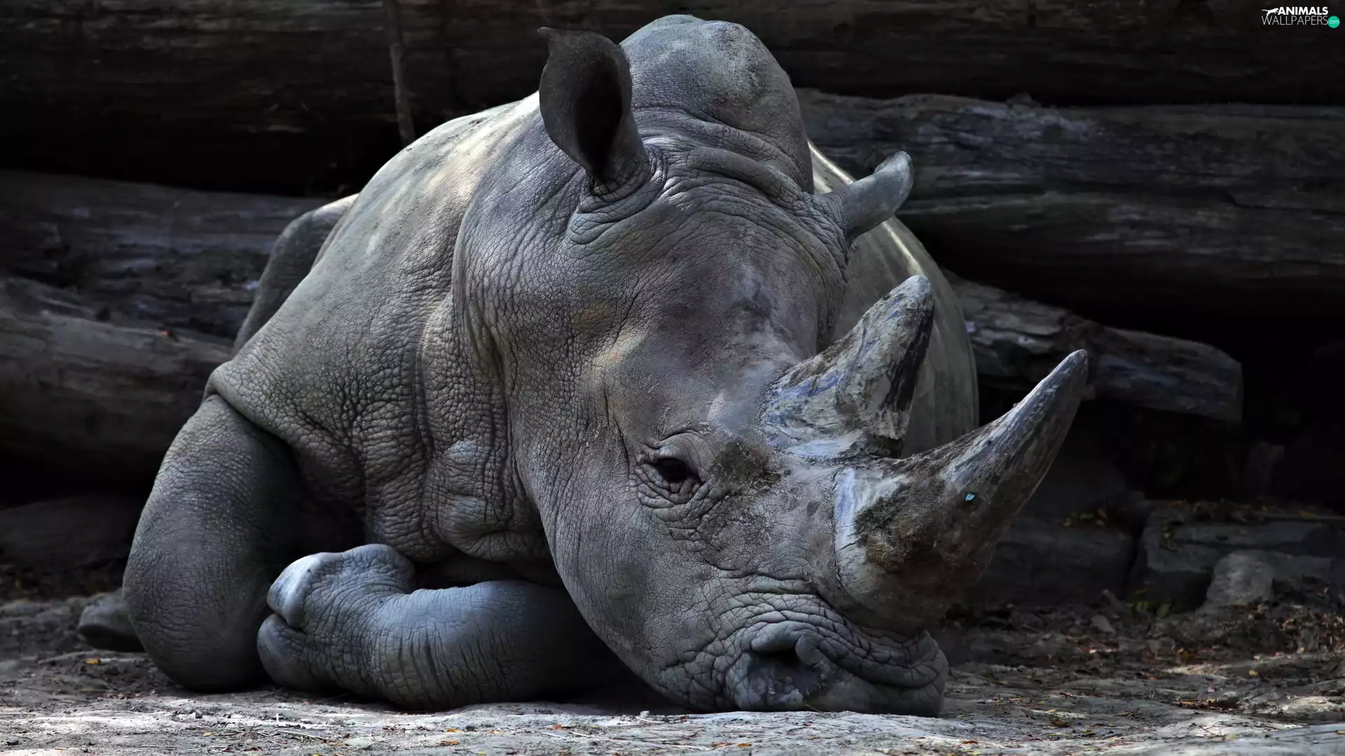 lying, Rhino
