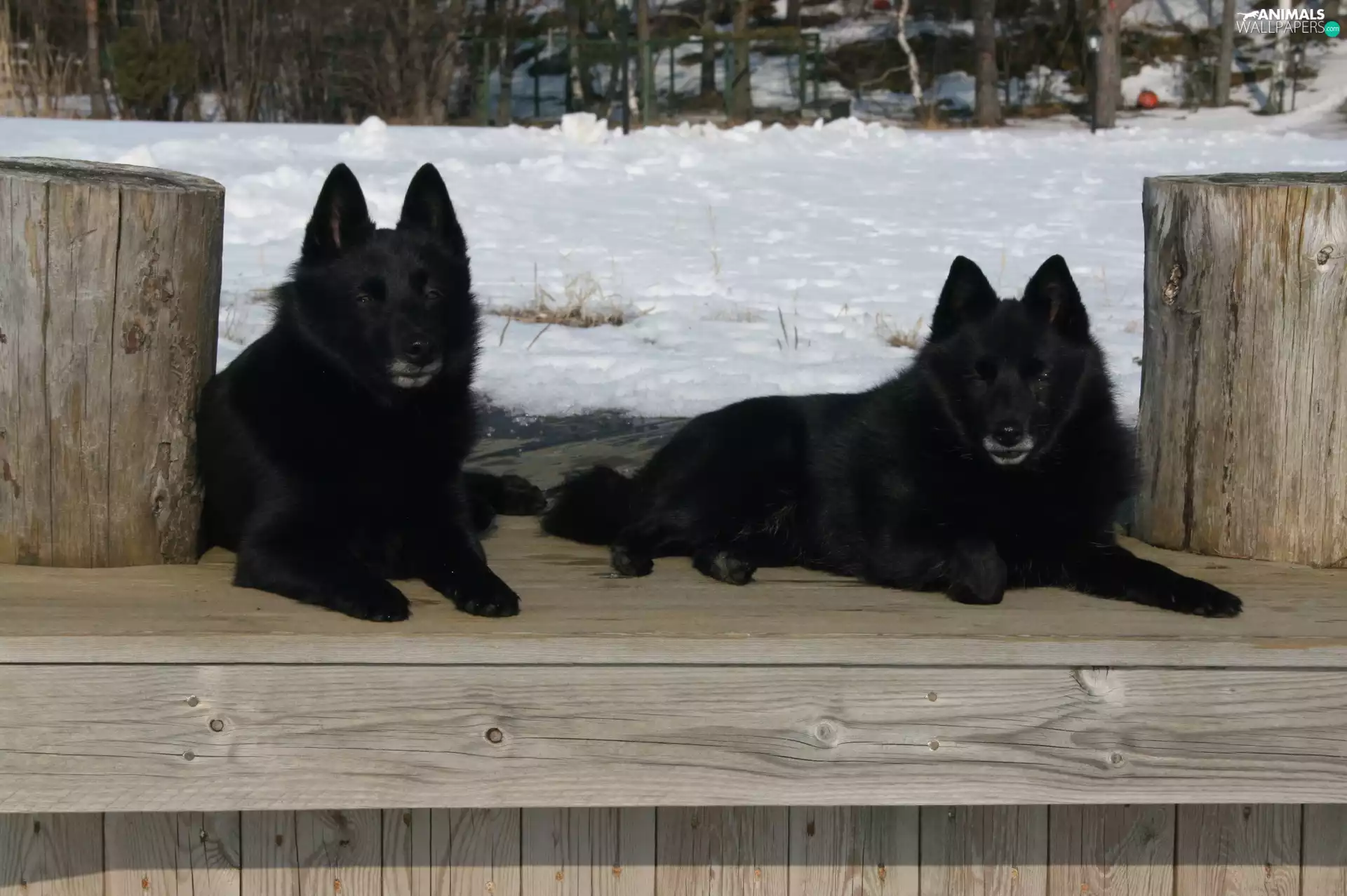 Schipperke, Two cars, lying