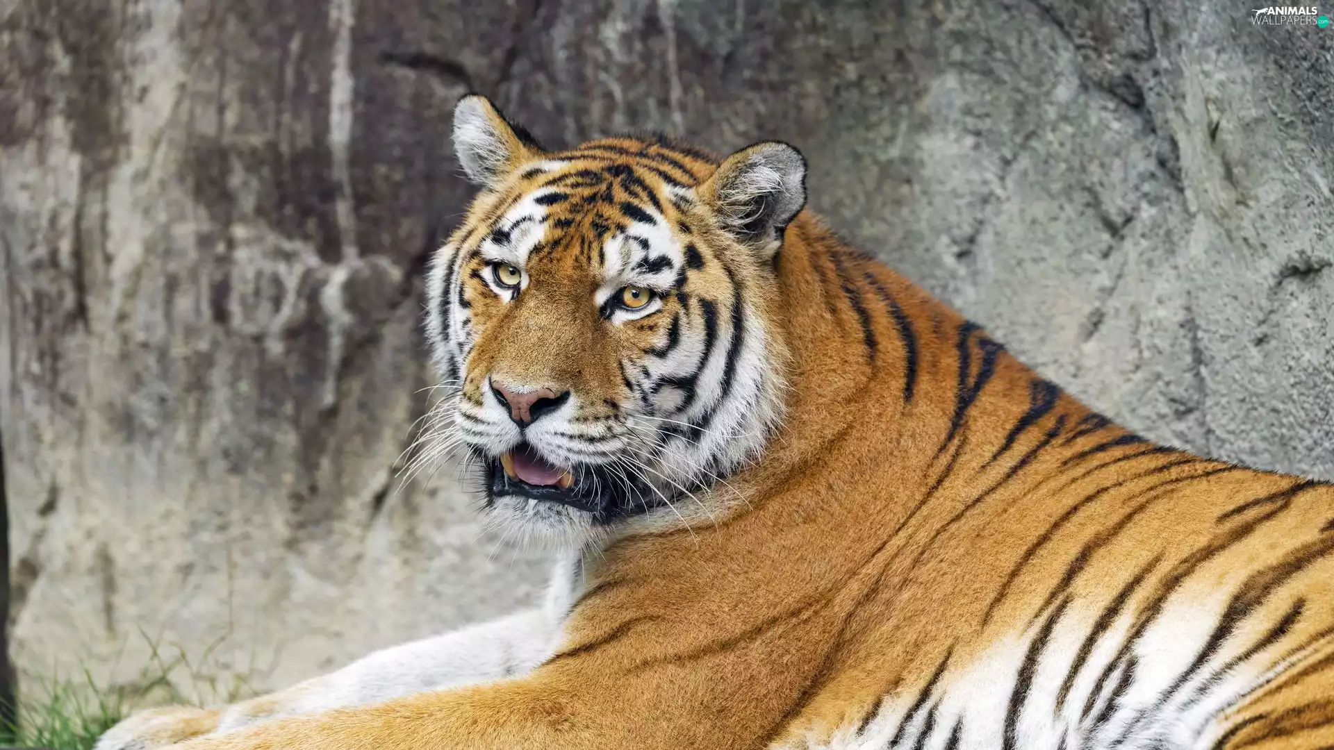 tiger, open, mouth, lying