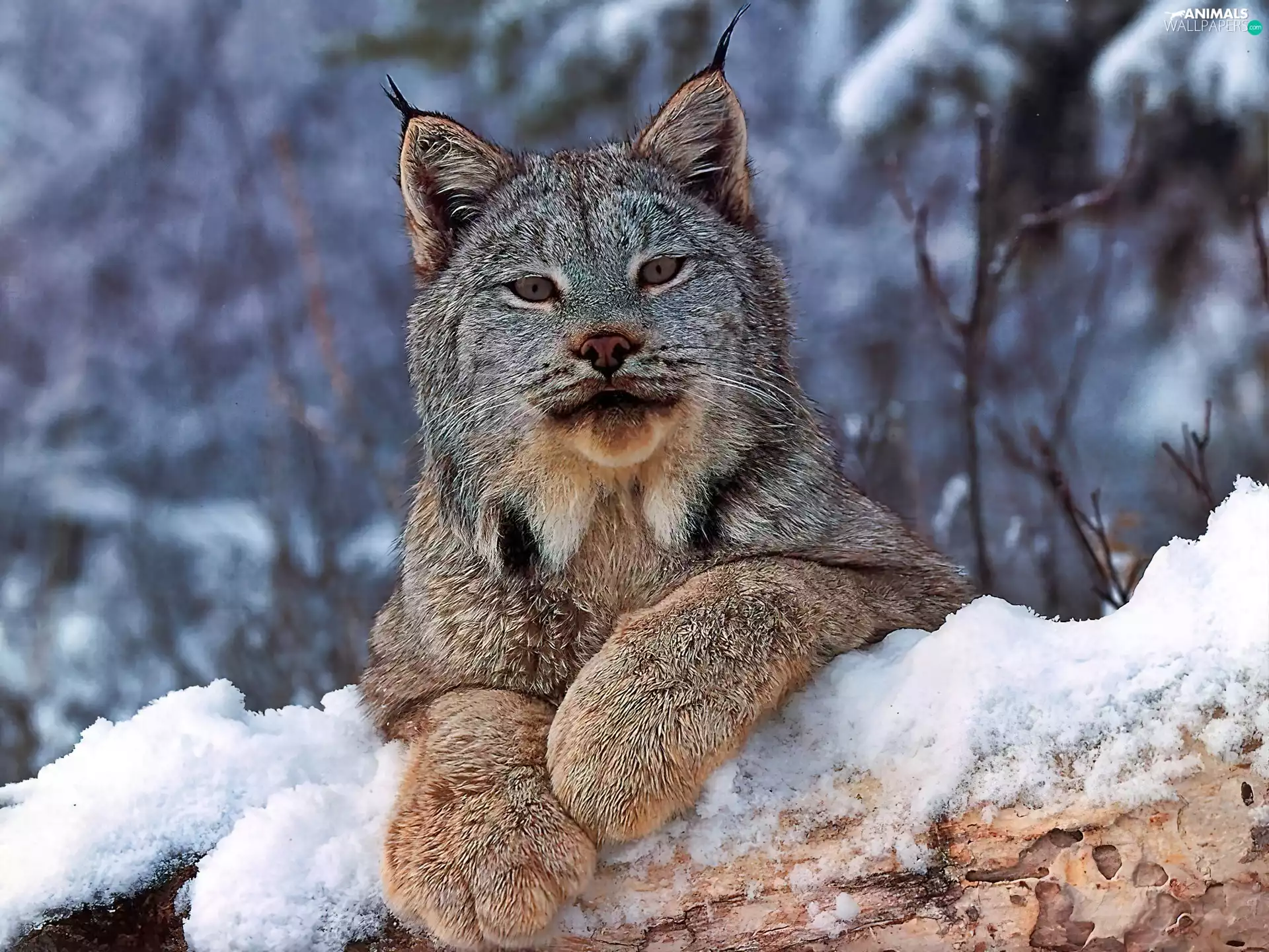 Lynx