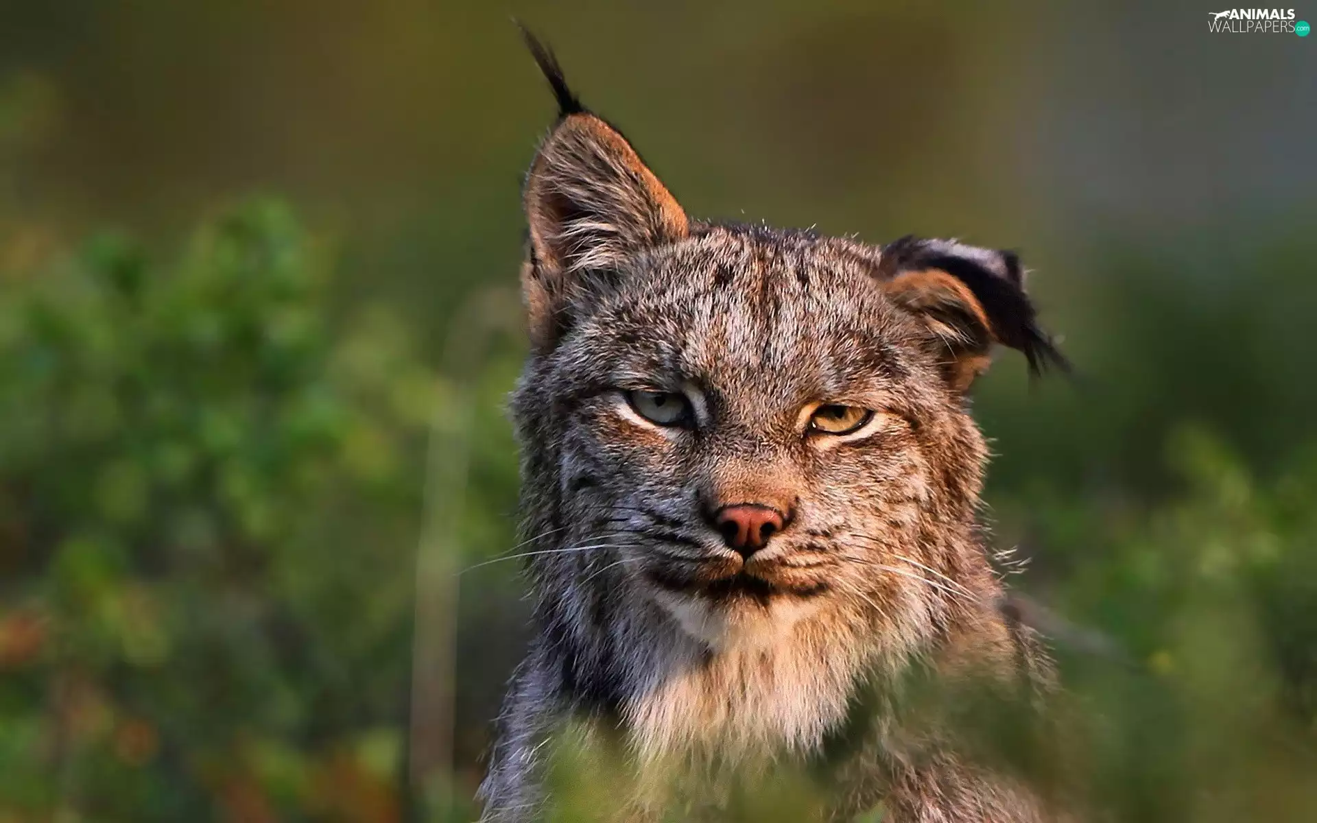 Lynx
