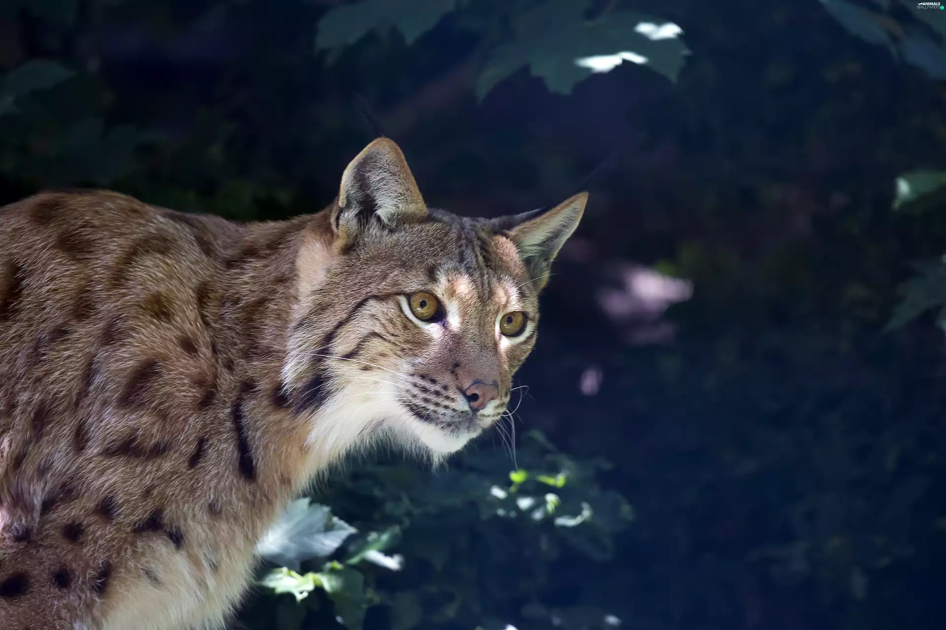 Lynx