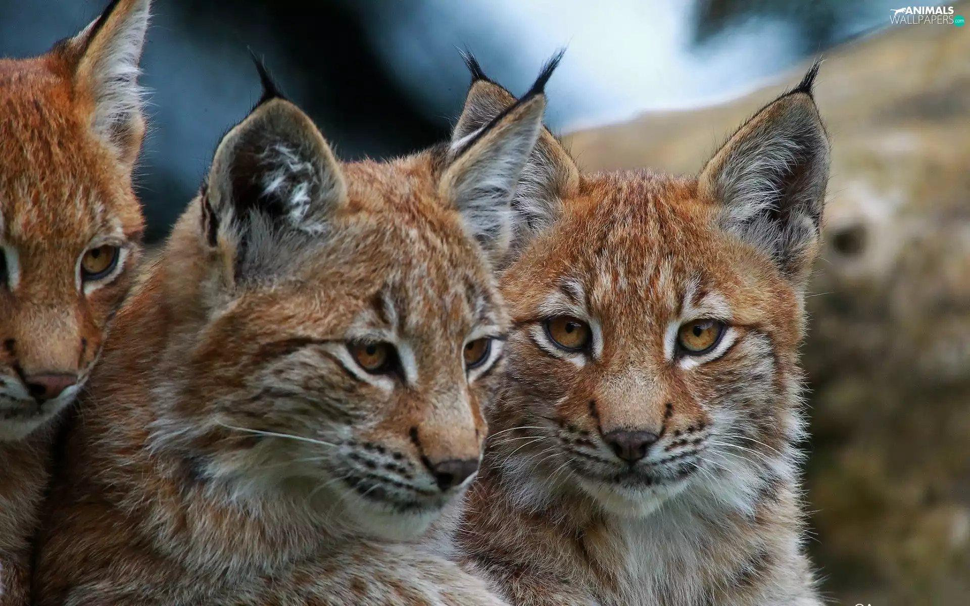 lynx