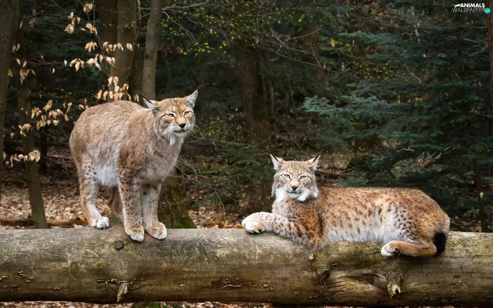 lynx