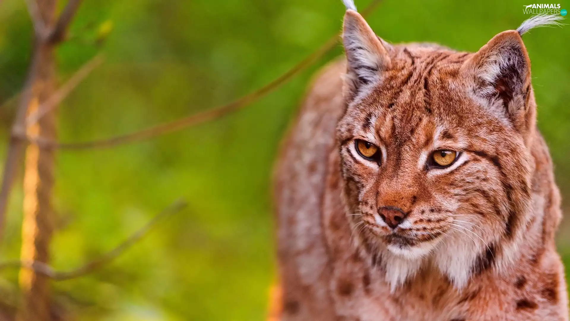 Lynx, forest
