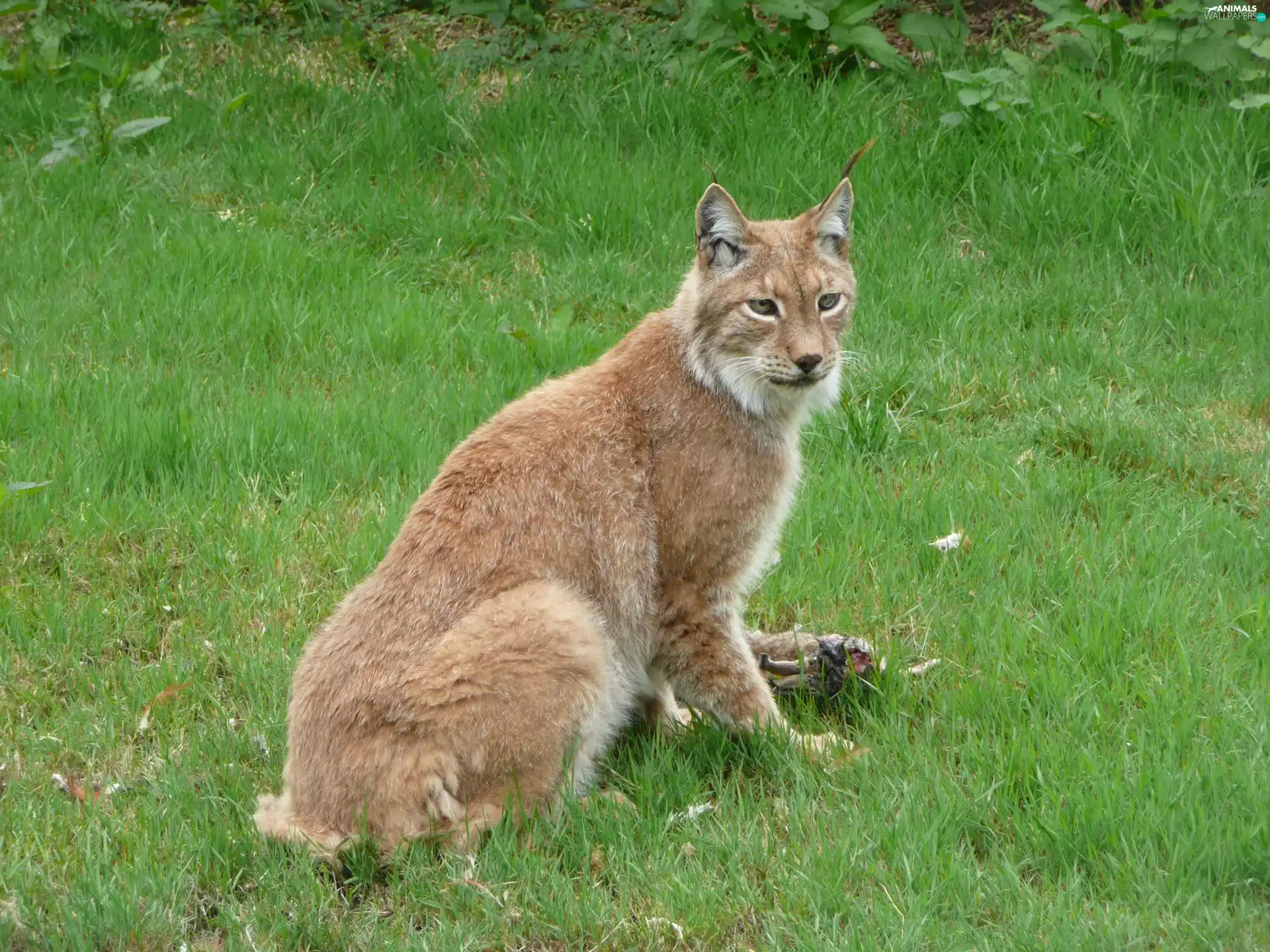 Lynx, grass