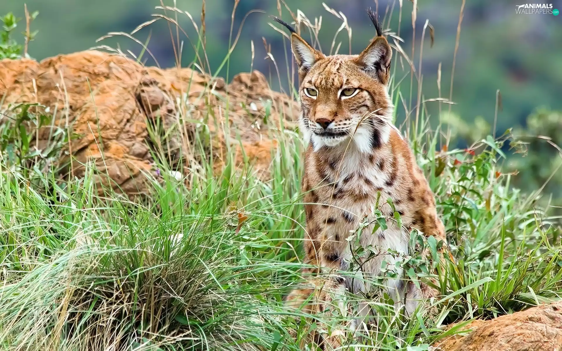 Lynx, grass