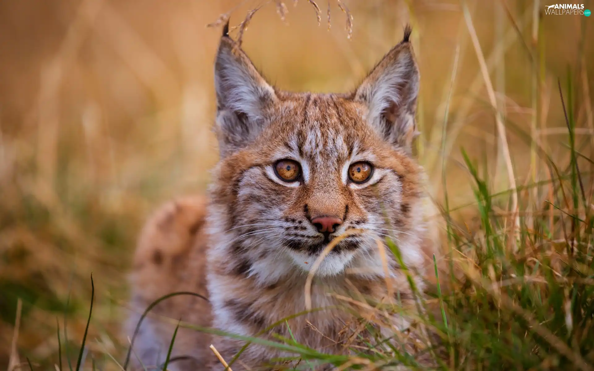 Lynx, grass