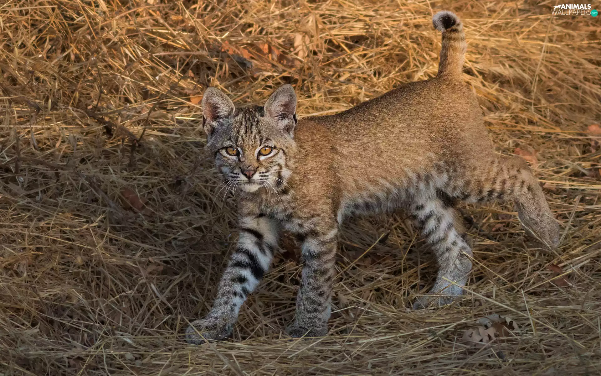 Lynx, Hay