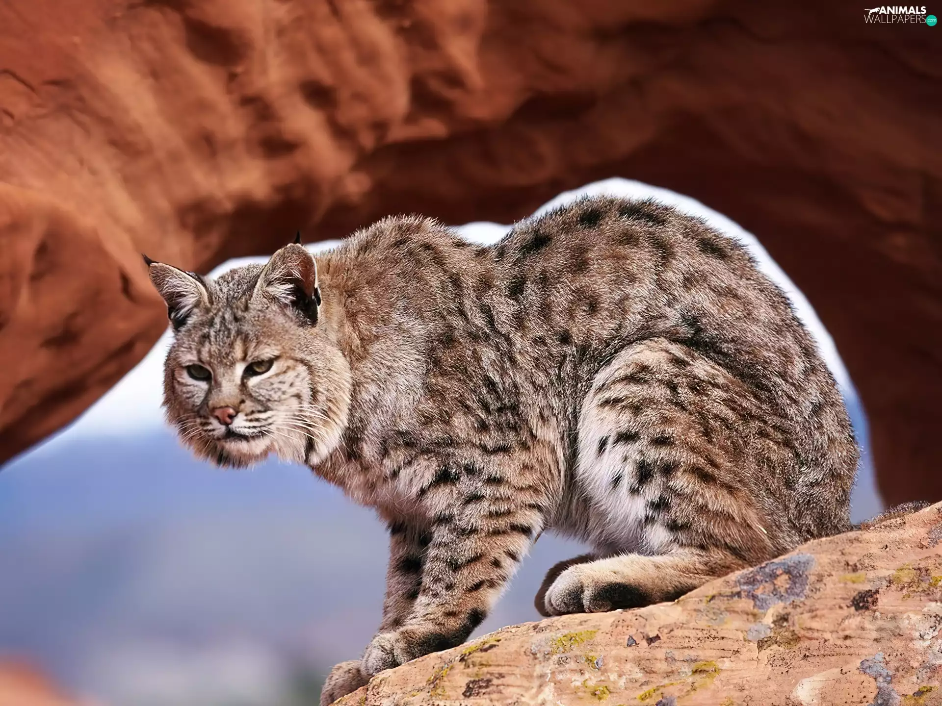 Lynx, Rocks