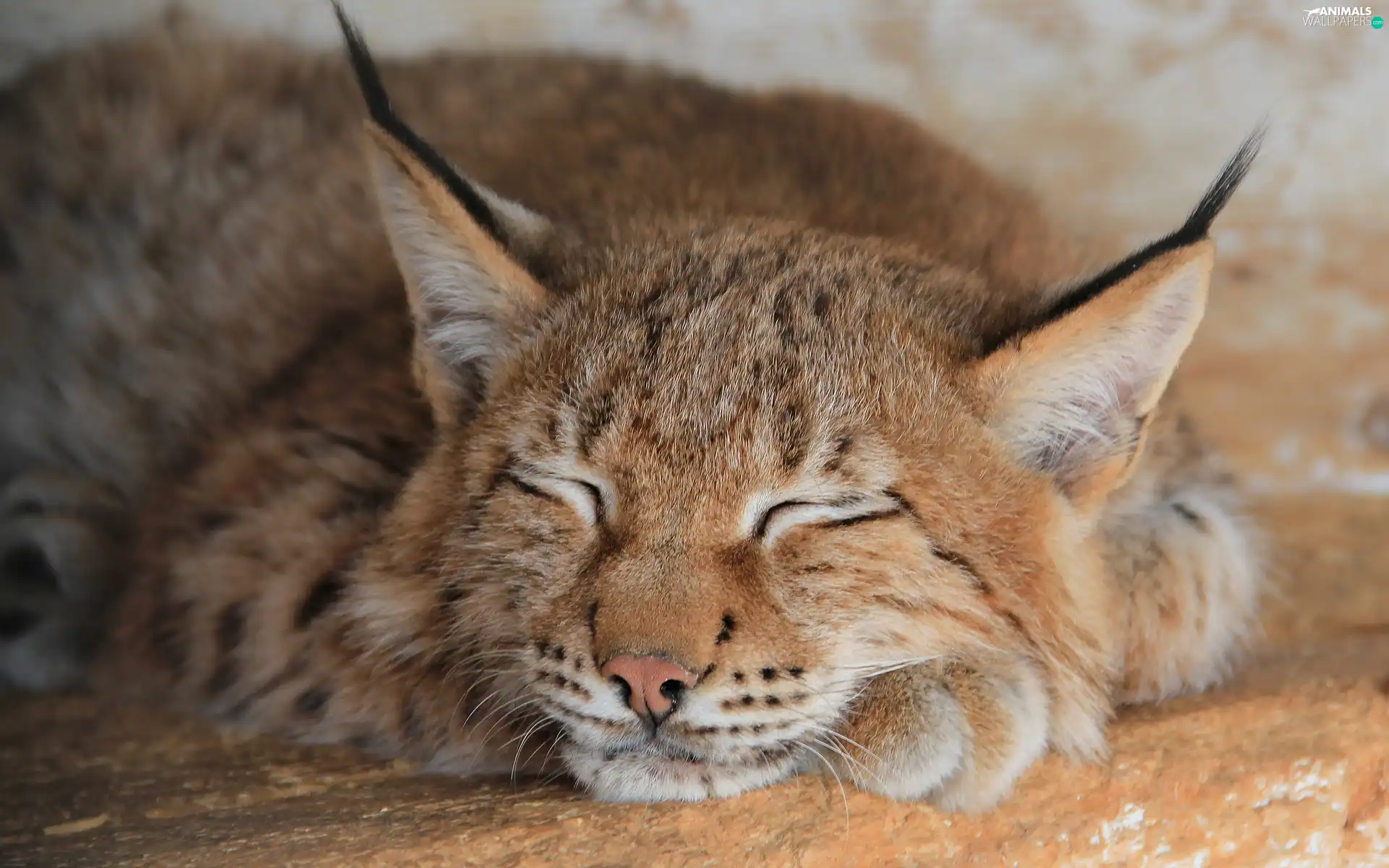 sleepy, Lynx